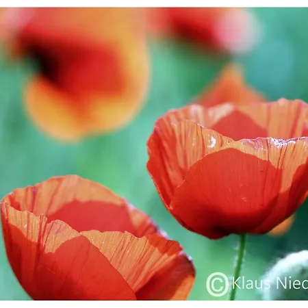 Welcome Mit Seeblick Апартаменты *