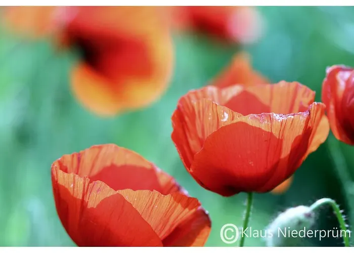 Welcome Mit Seeblick Апартаменты *